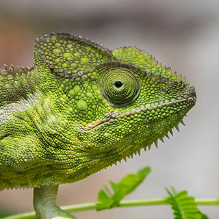 Isalo - Oustalet's chameleon